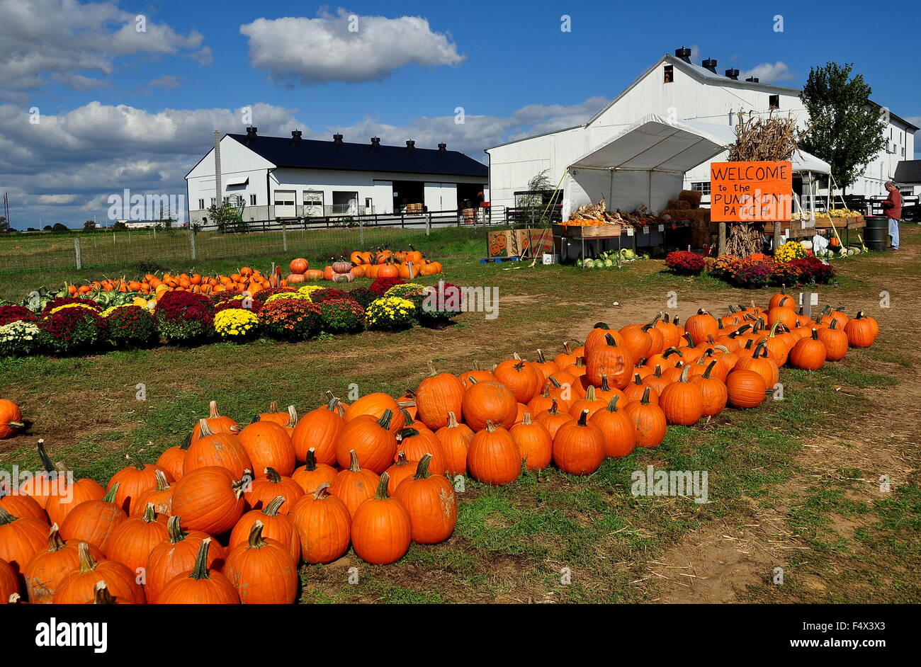 Ronks, Pennsylvania Pumpkins, gourds, and Chrysanthemums are spread