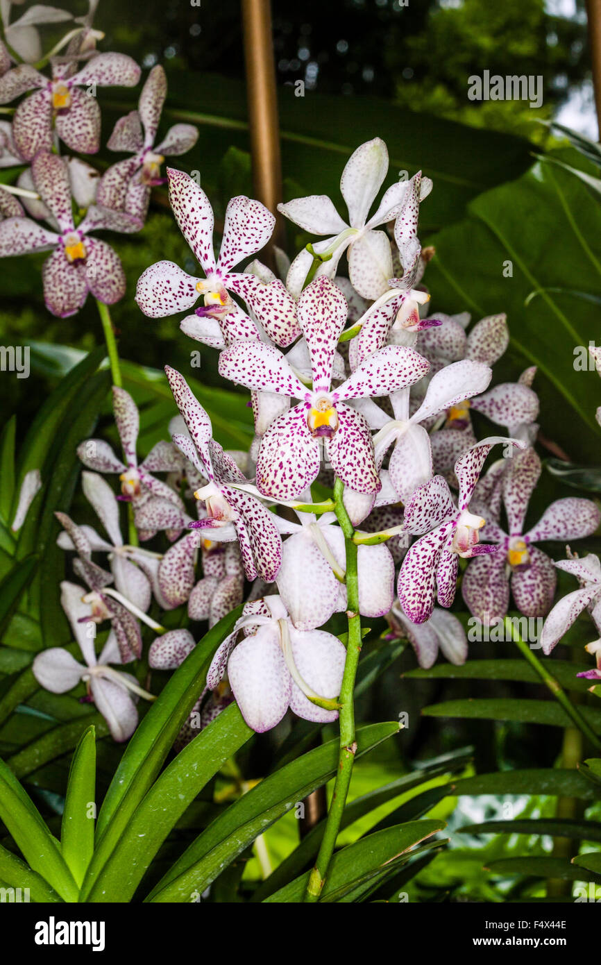 Aranda hybrid orchids at the National Orchid Garden of the Singapore Botanic Gardens Stock Photo