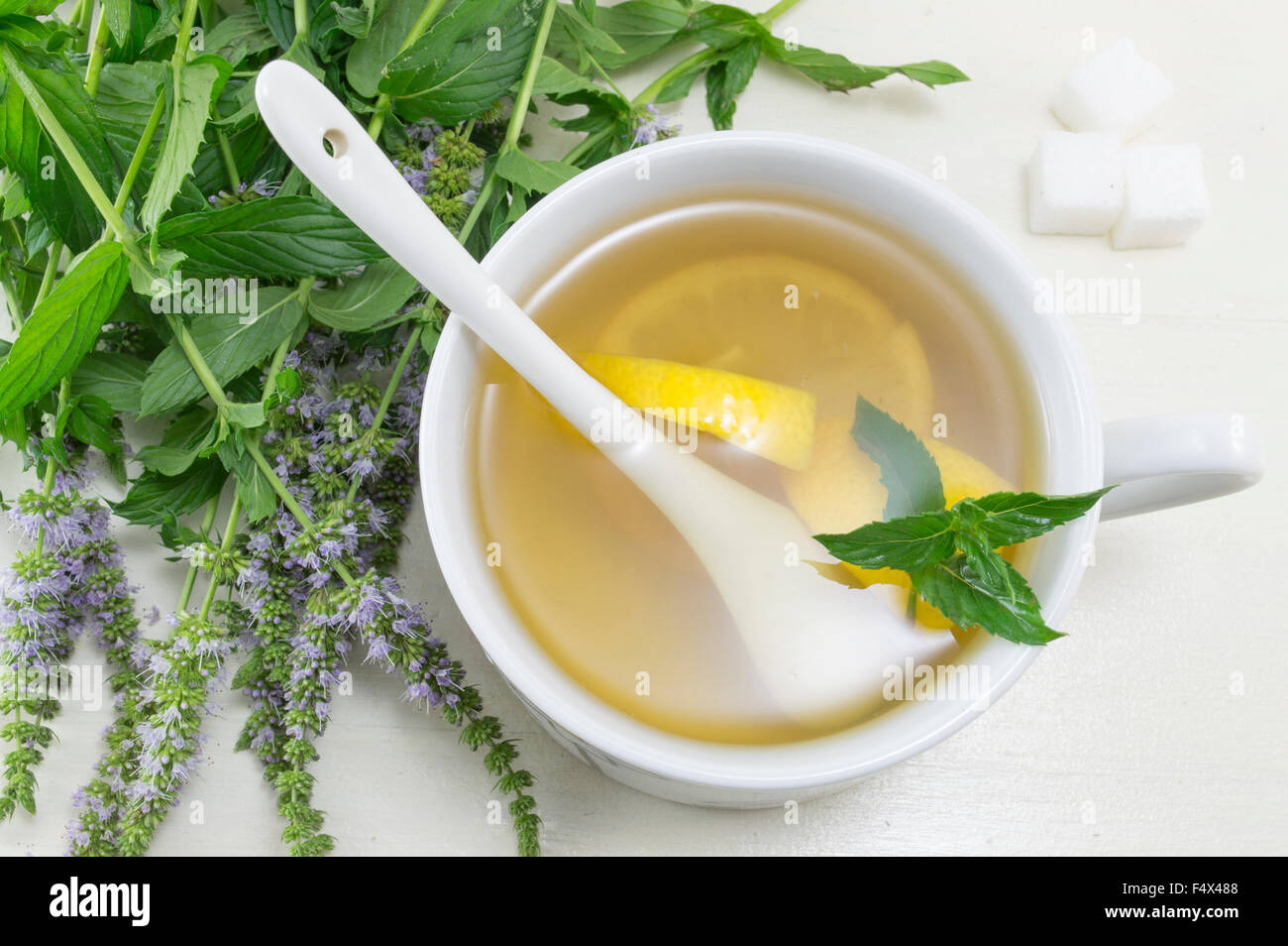 Mint tea with lemon and a fresh mint plant top view Stock Photo