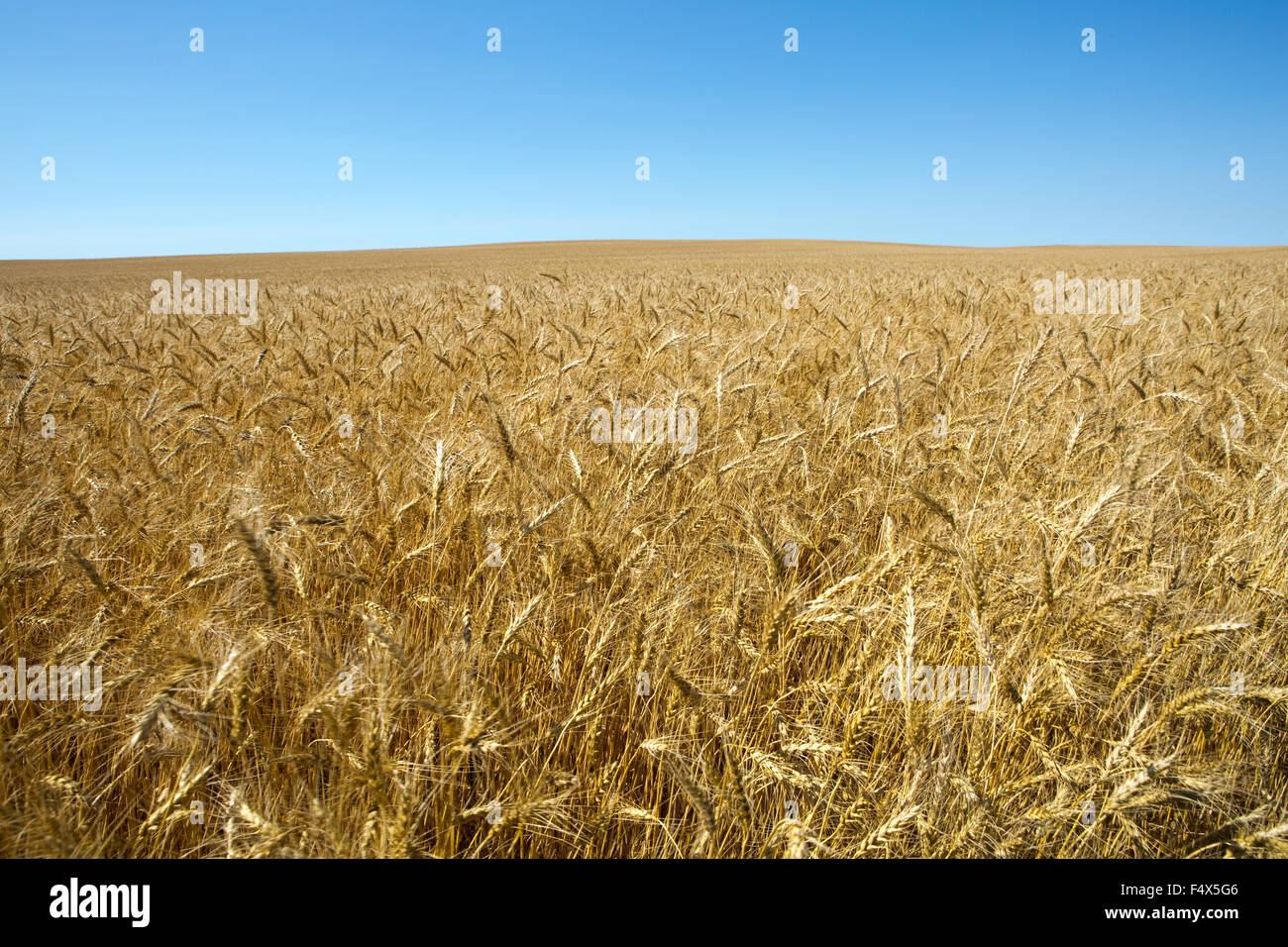 Golden fields of wheat grows on a agricultural farm. Stock Photo
