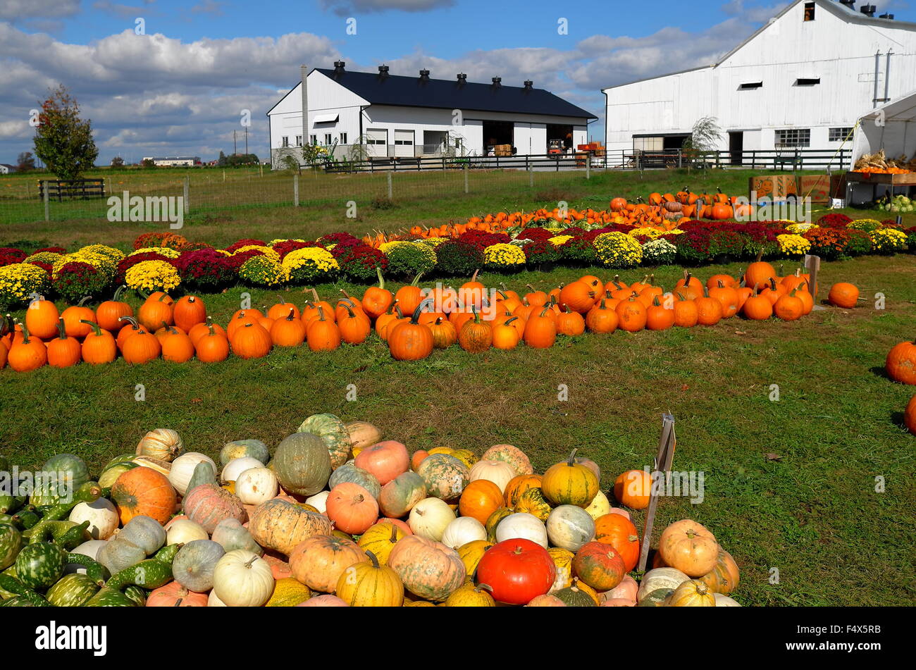 Ronks, Pennsylvania Pumpkins, gourds, and Chrysanthemums are spread