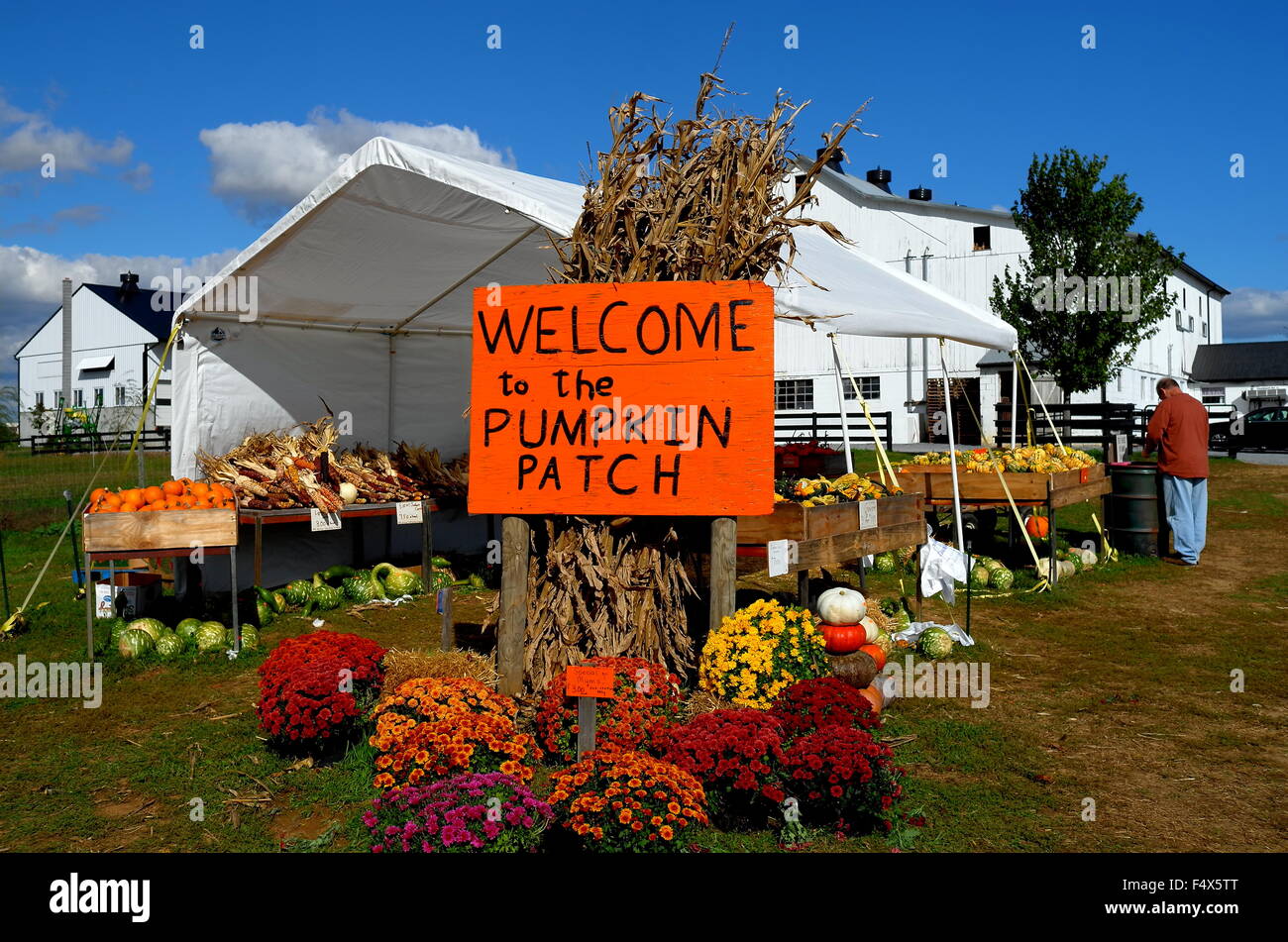 Ronks, Pennsylvania Pumpkins, gourds, and Chrysanthemums are spread