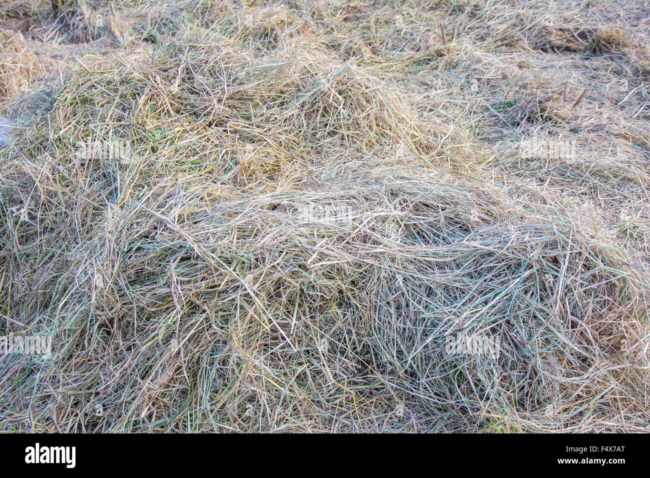 hay dry grass background Stock Photo Alamy
