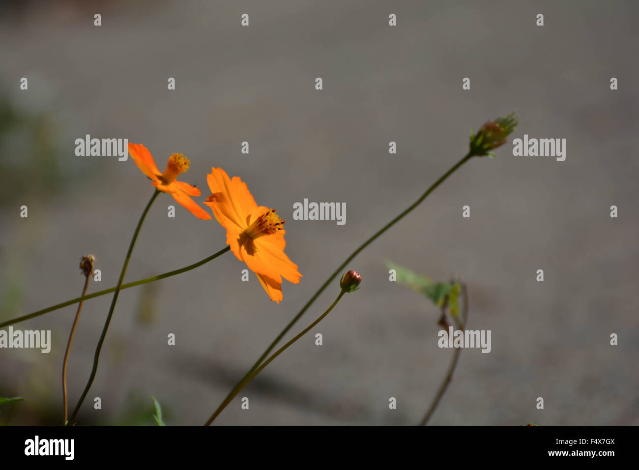 Orange wildflower hi-res stock photography and images - Alamy