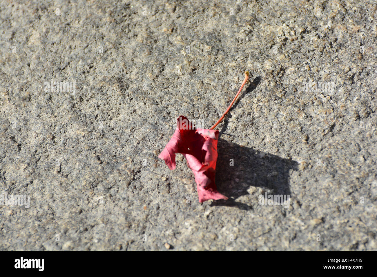 Fallen Leaf on Concrete Stock Photo - Alamy