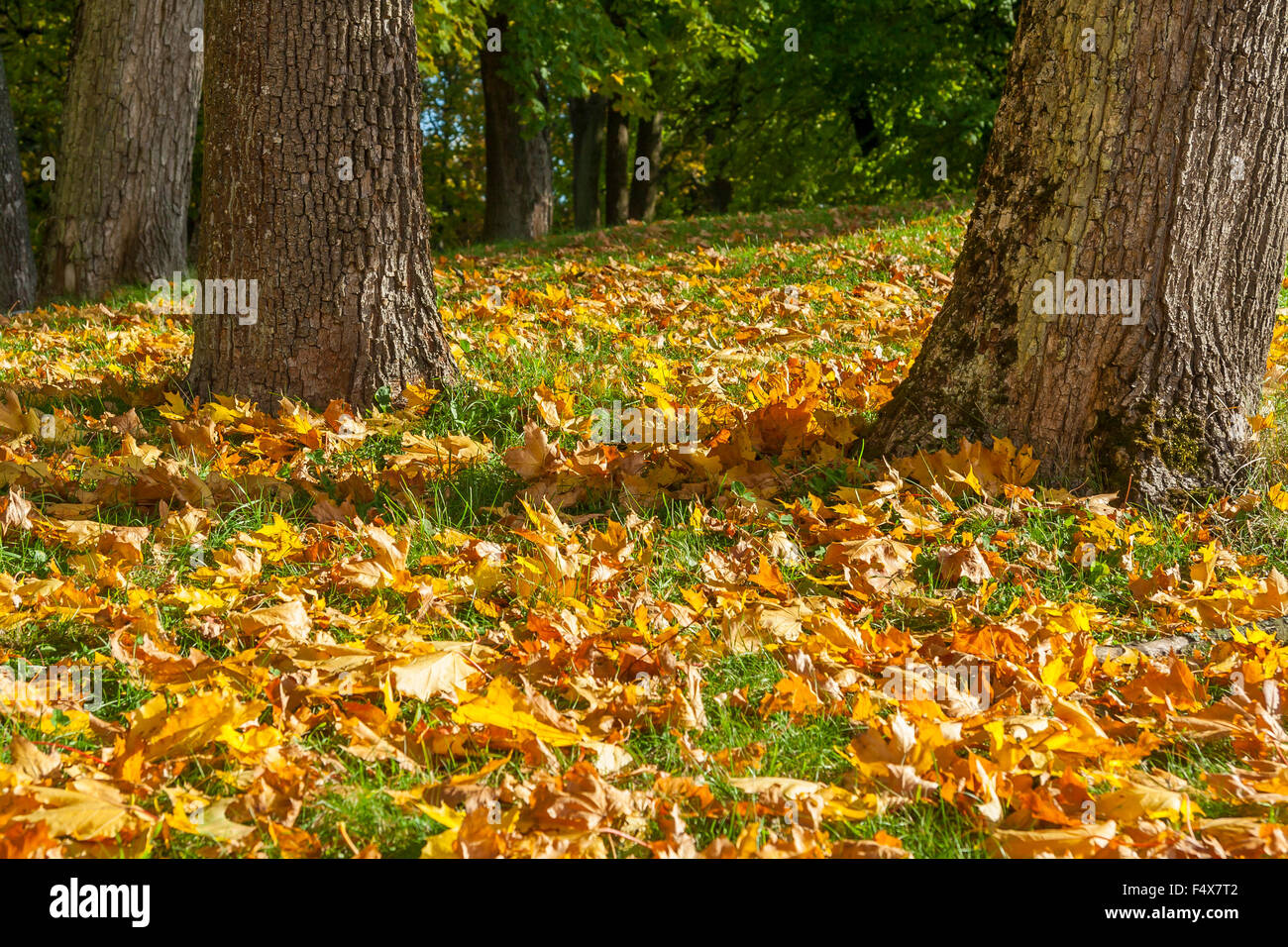 Leaves Falling From An Autumn Trees Stock Photo