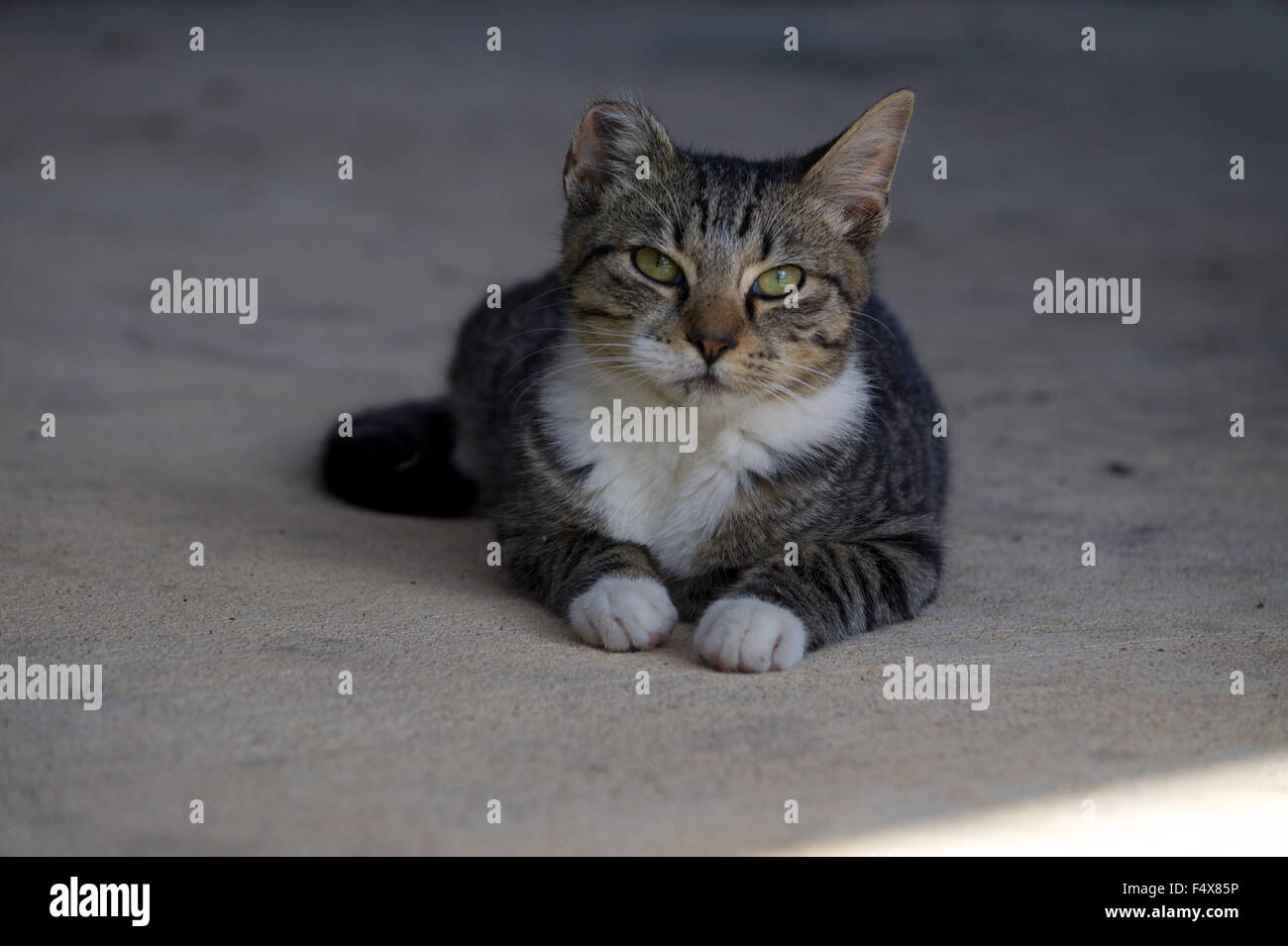 A kitten Stock Photo