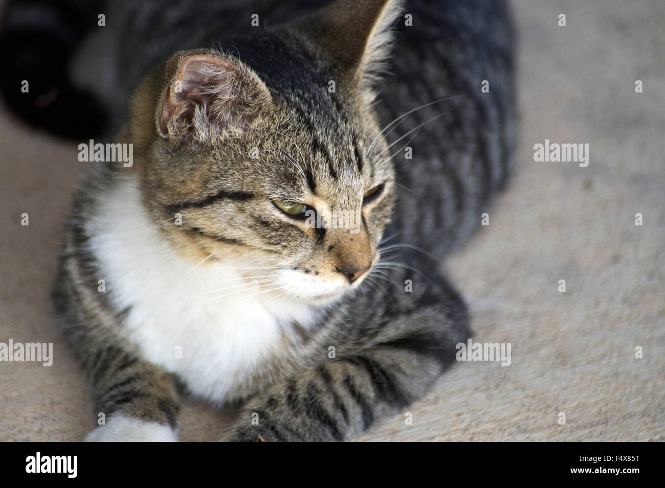 A kitten Stock Photo