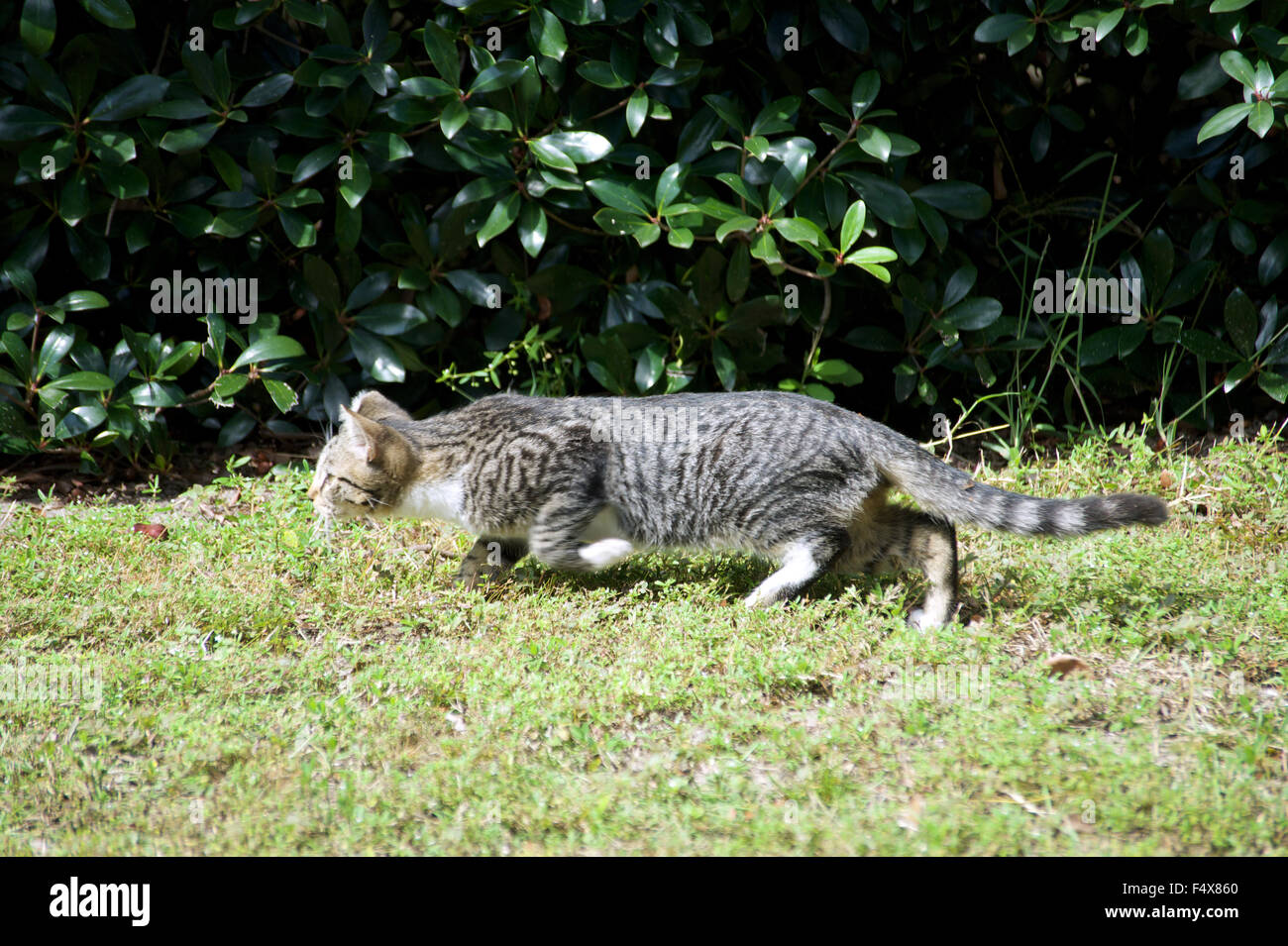 A cat on the hunt Stock Photo