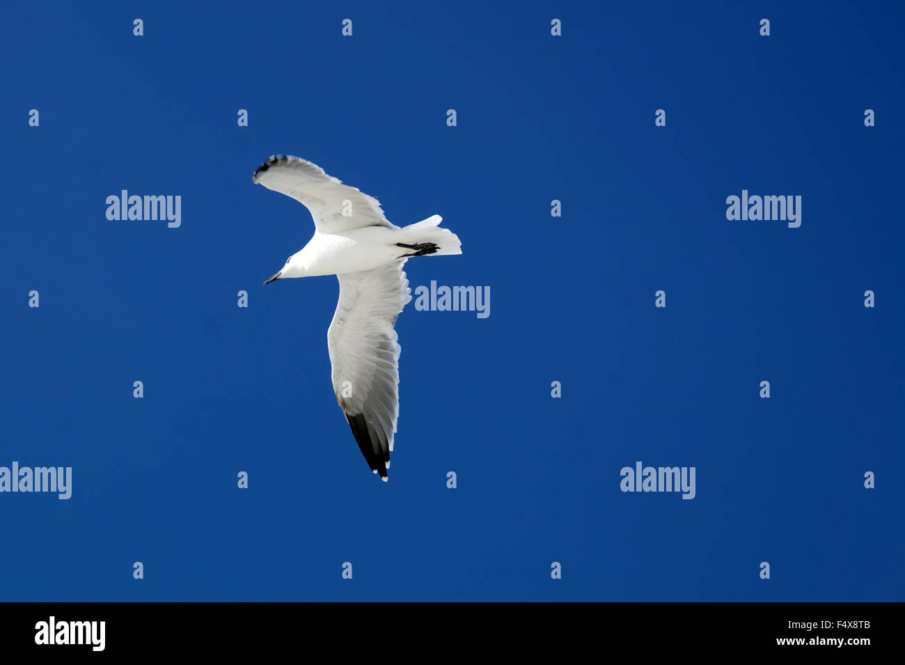 A seagull Stock Photo