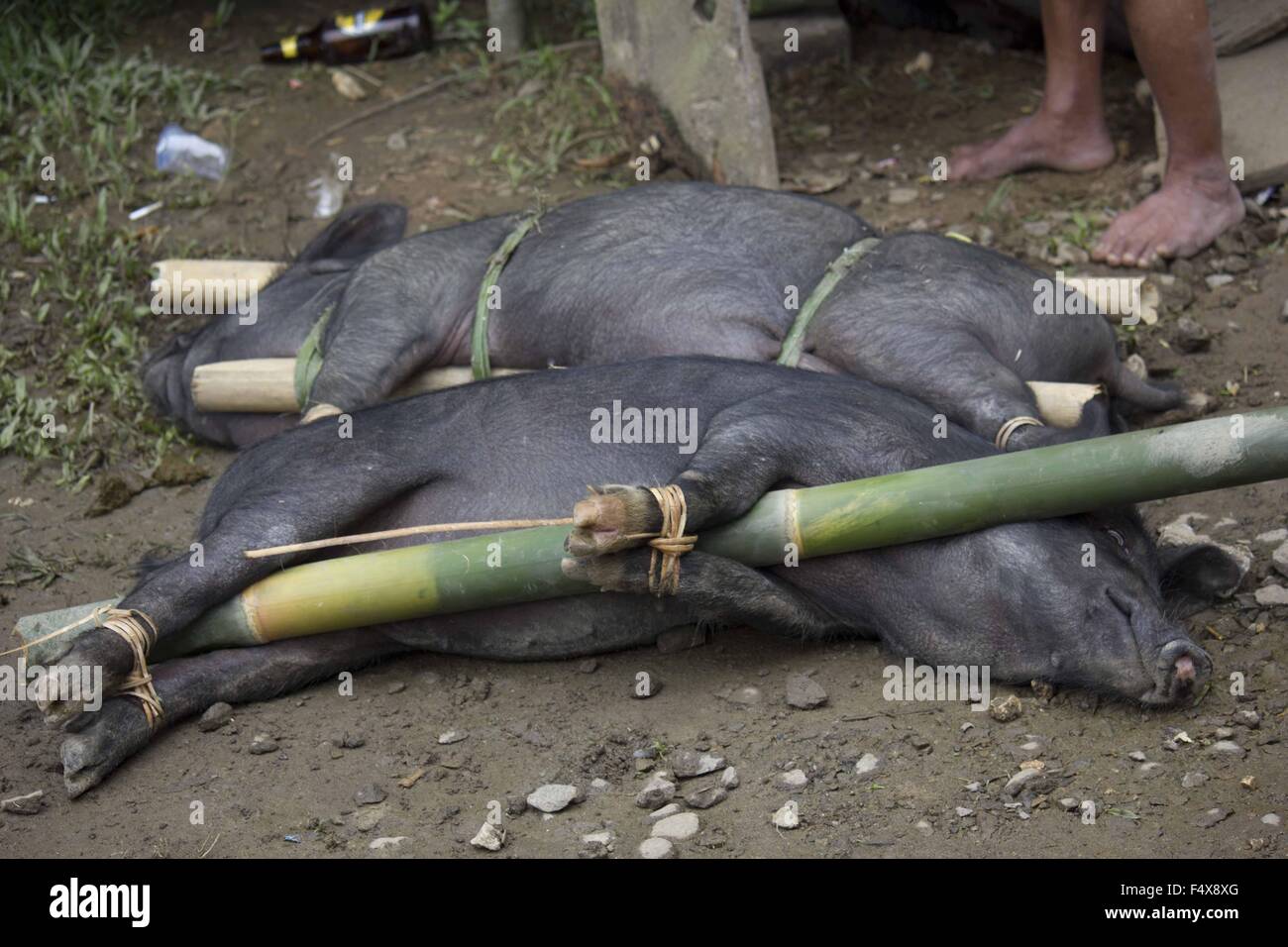Porks  tied to bamboo canes before their being sacrificed in a funeral ceremony in Tana Toraja, Indonesia Stock Photo
