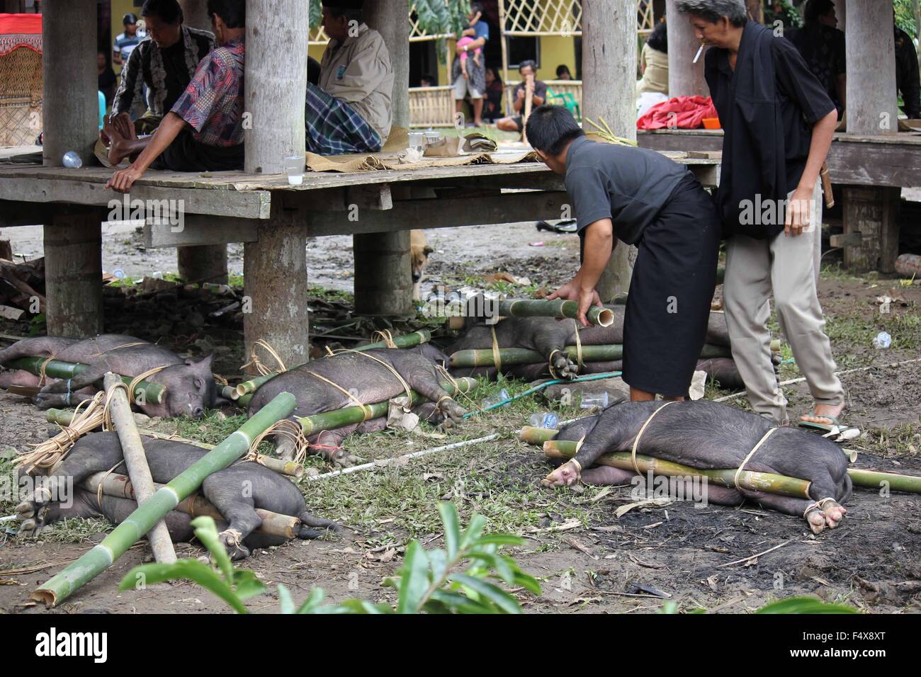 TANA TORAJA, JULY 3 2012: Porks  tied to bamboo canes before their being sacrificed in a funeral ceremony in Tana Toraja, Indone Stock Photo