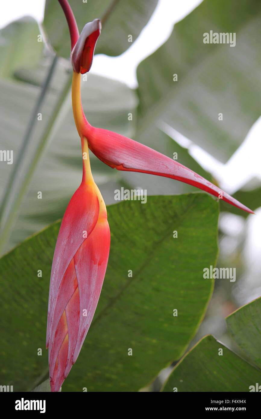 Close up of red and yellow Heliconia Pendula, Hanging Crab Claw Flower