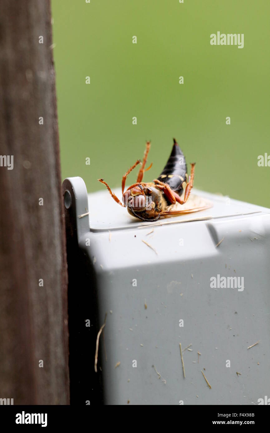 Box bug. Box bug