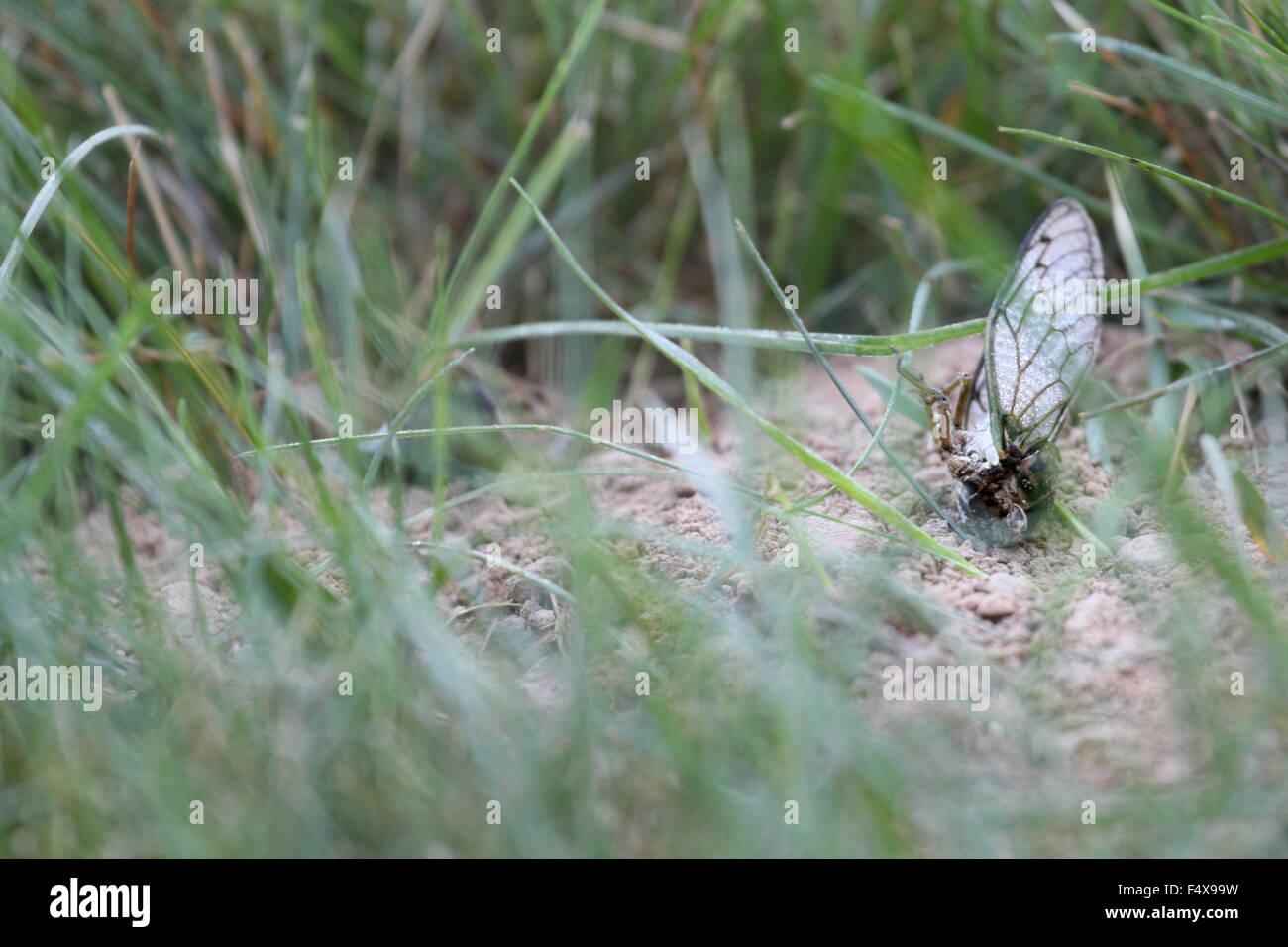 Partially-eaten cicada at a cicada killer's burrow. Stock Photo