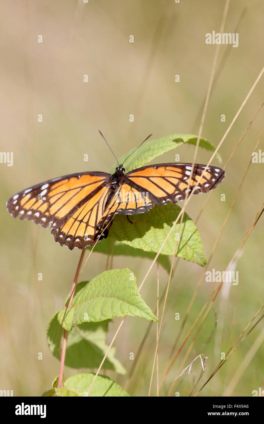 Butterfly resting in tall grass. Stock Photo