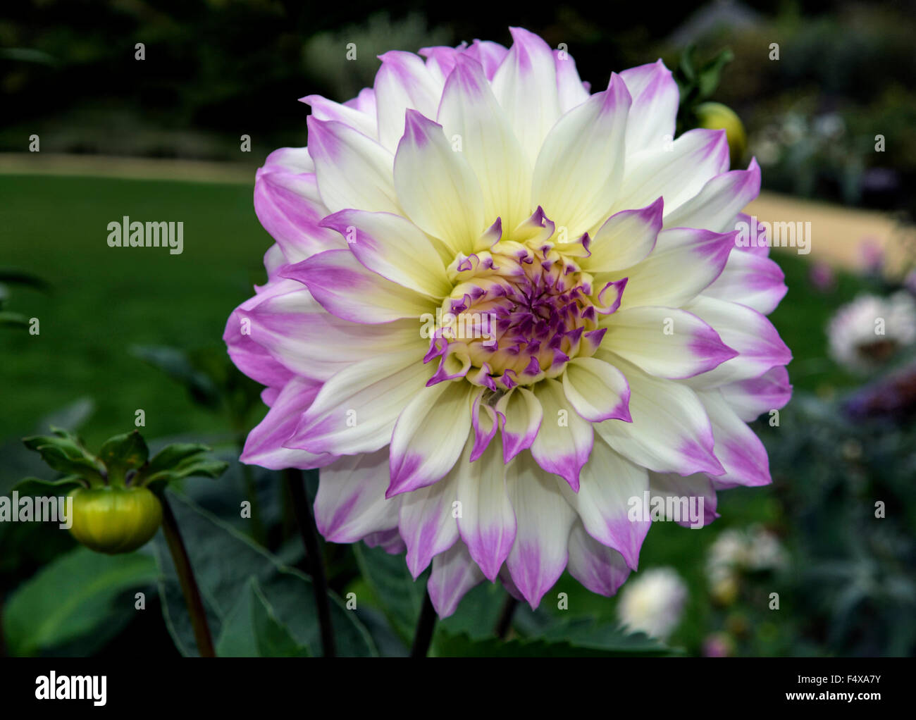 White and purple flower petals hi-res stock photography and images - Alamy