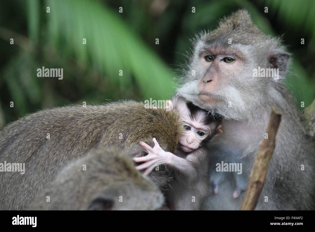 Baby monkey with its mother in the Monkey Forest in Ubud, Indonesia Stock Photo
