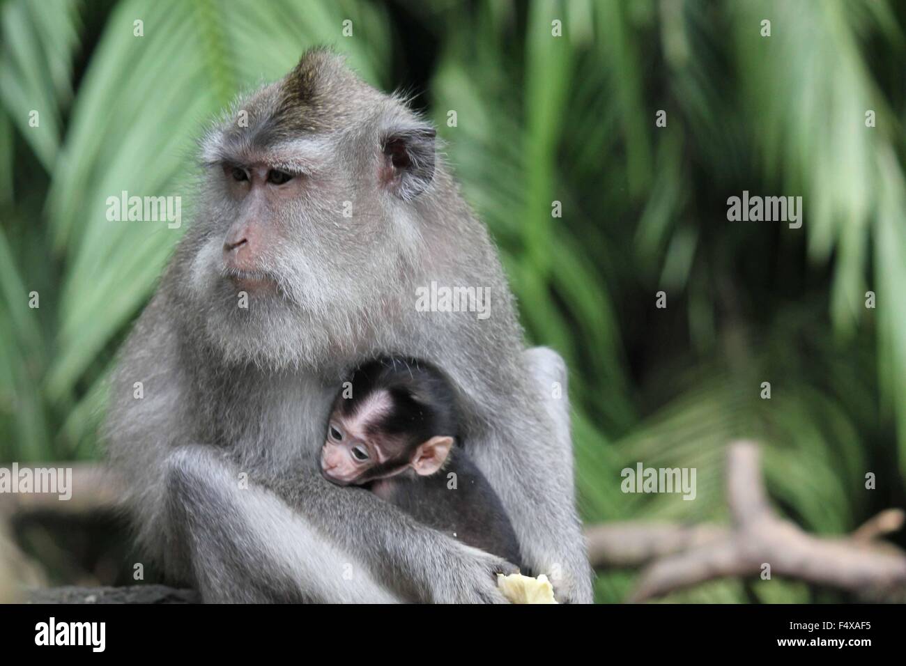 Baby monkey with its mother in the Monkey Forest in Ubud, Indonesia Stock Photo