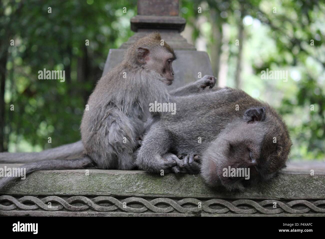 16,655 Monkey Banner Images, Stock Photos, 3D objects, & Vectors |  Shutterstock