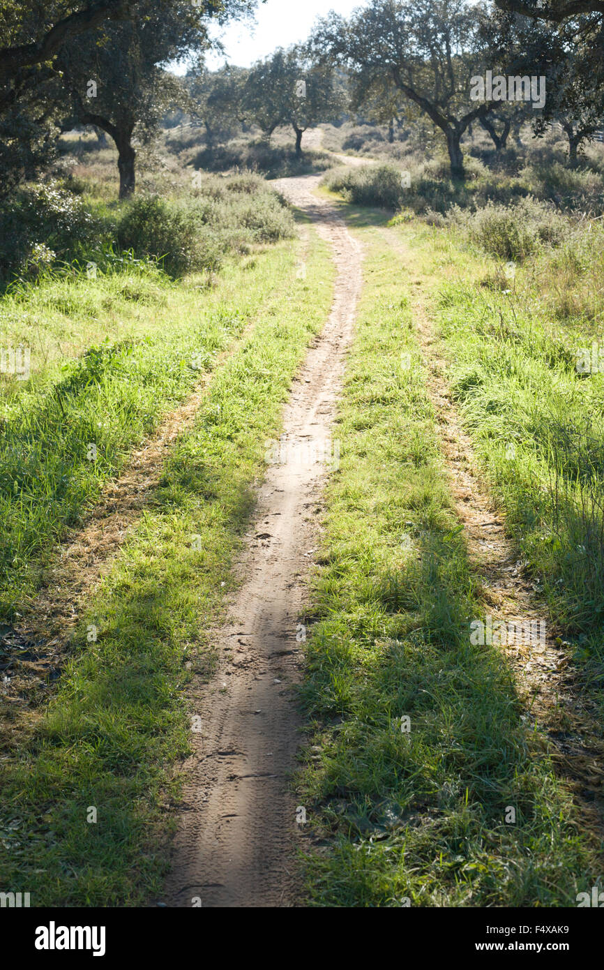 Vertical shot of a path through a lush green spring dehesa landsacape, Extremadura, Spain Stock Photo