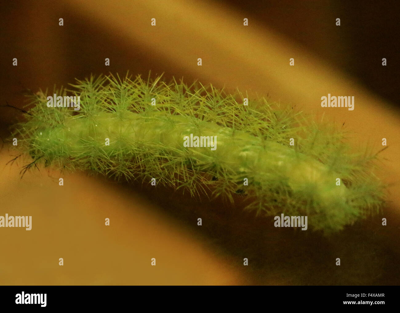 Green Costa Rican hairy toxic caterpillar in Monteverde, Costa Rica Stock Photo