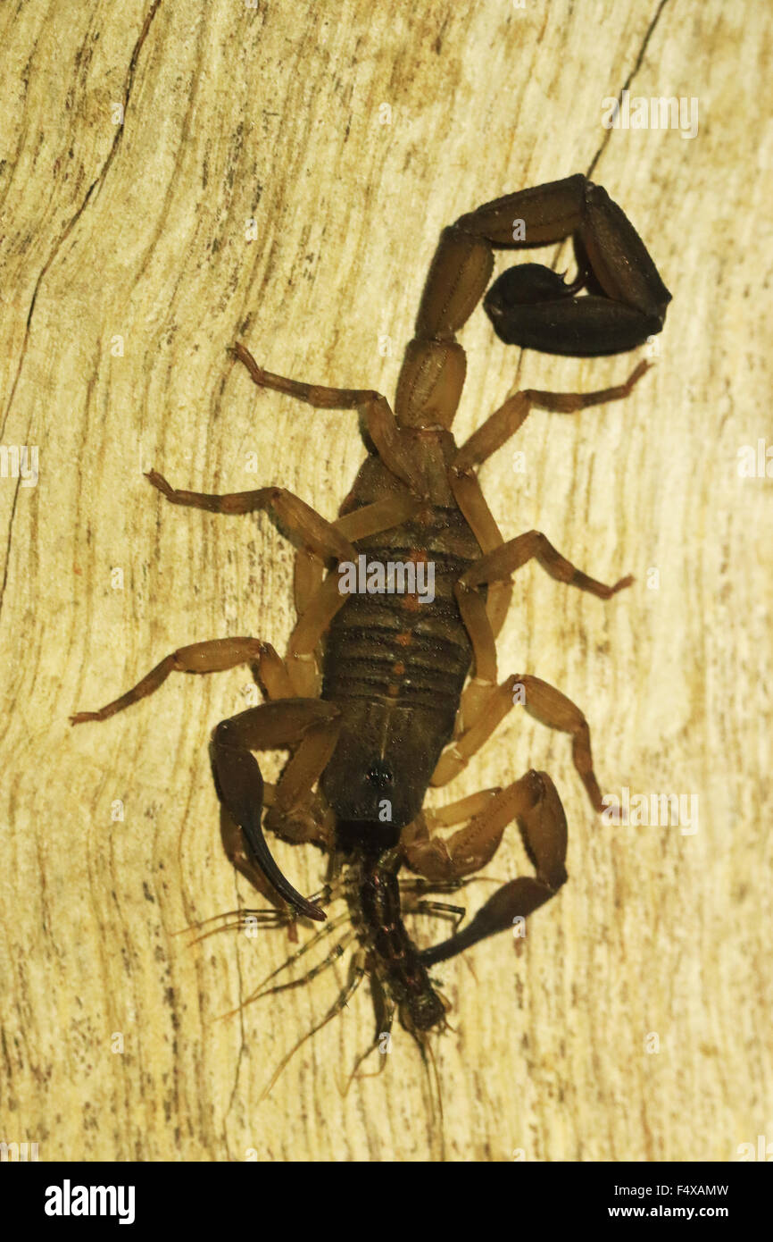 Central American bark scorpion (centruroides bicolor) eating a centipede on a wood plank in Monteverde, Costa Rica Stock Photo