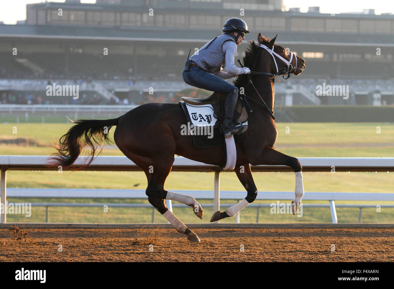 Lexington, KY, USA. 23rd Oct, 2015. October 23, 2015: Rachel's Valentina, trained by Todd Pletcher, and owned by Stonestreet Stables, is entered in the Breeder's Cup 14 Hands Winery Juvenile Fillies. Candice Chavez/ESW/CSM/Alamy Live News Stock Photo