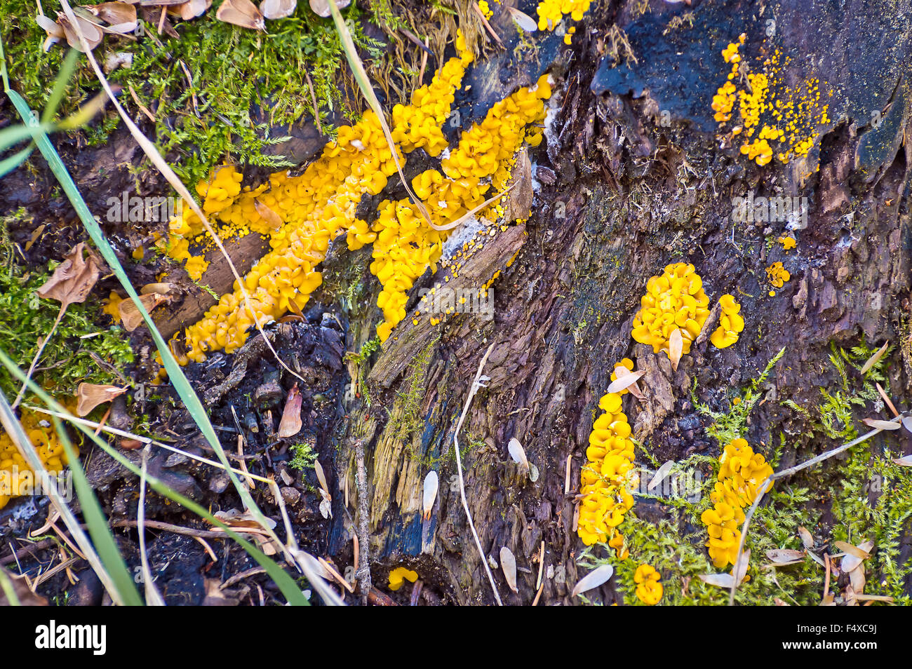 Yellow mold tree hires stock photography and images Alamy