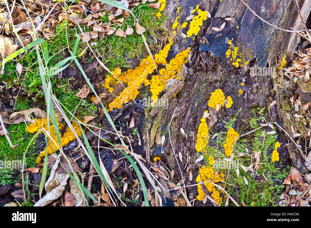 This fallen tree is quickly succumbing to the moss and fungus . Stock Photo