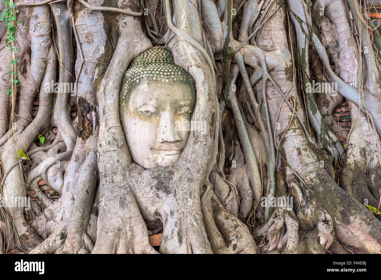 Buddha head in Ayutthaya, Thailand. Stock Photo