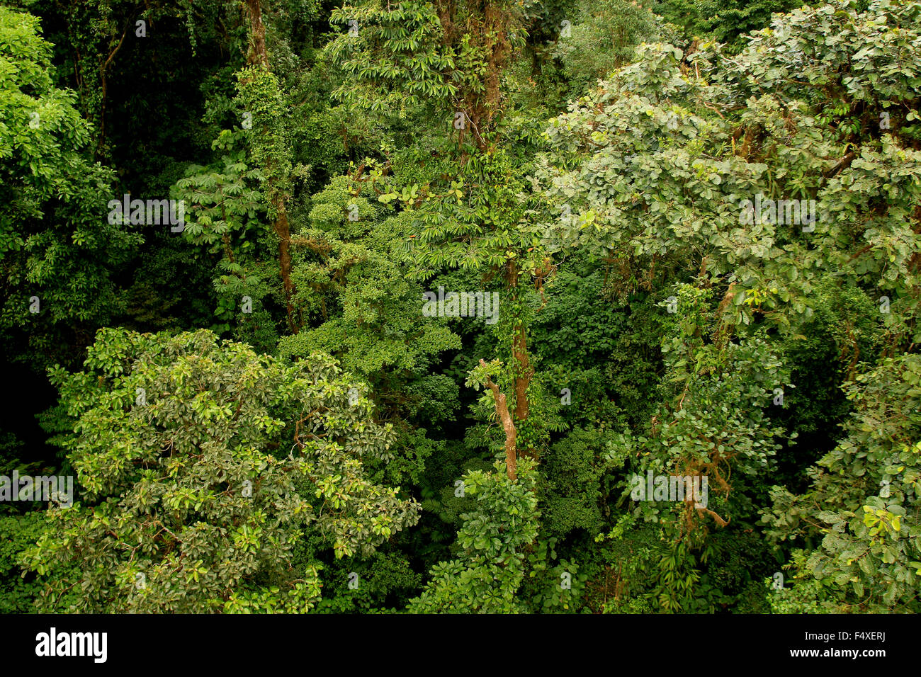 Nature scenery from hiking the Monteverde Cloud Forest rainforest in Costa Rica Stock Photo