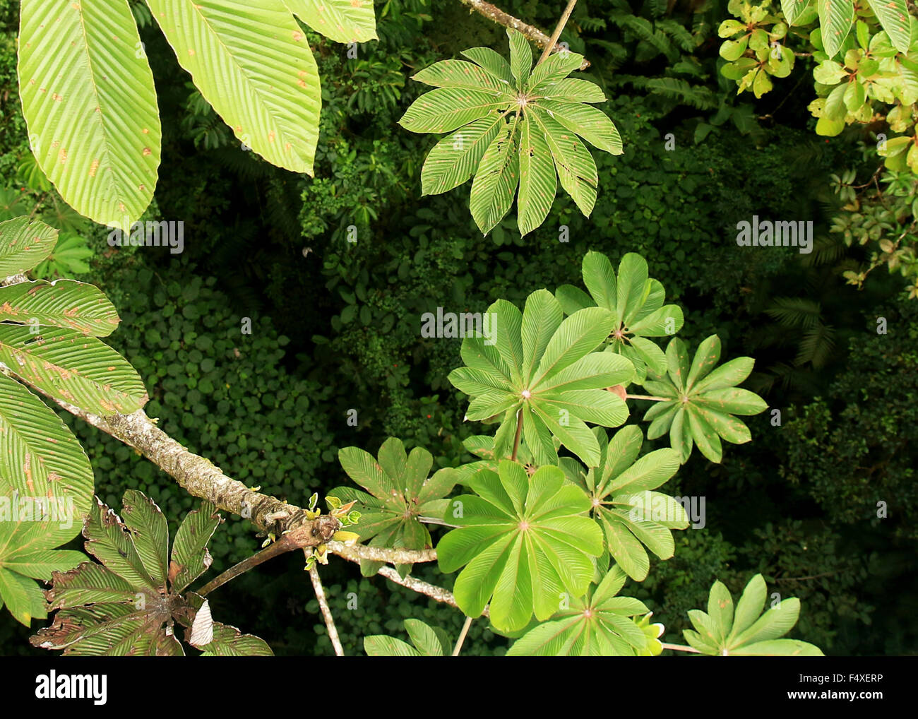 Nature scenery from hiking the Monteverde Cloud Forest rainforest in Costa Rica Stock Photo