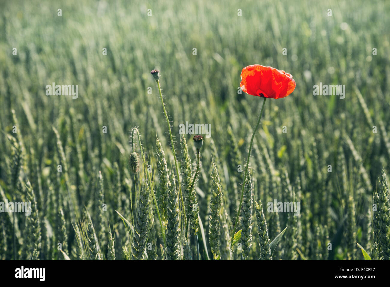 One red poppy flower on green background Stock Photo - Alamy
