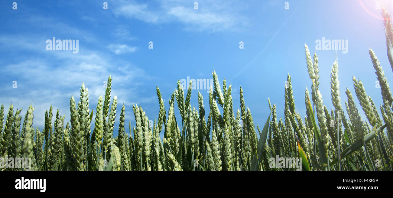 green field and blue sky with clouds Stock Photo - Alamy