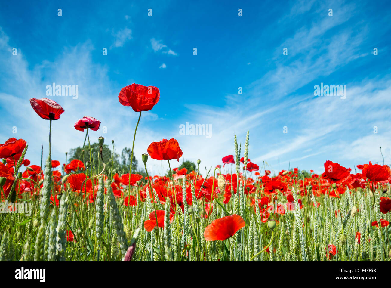 red poppy field with blue sky and clouds Stock Photo - Alamy