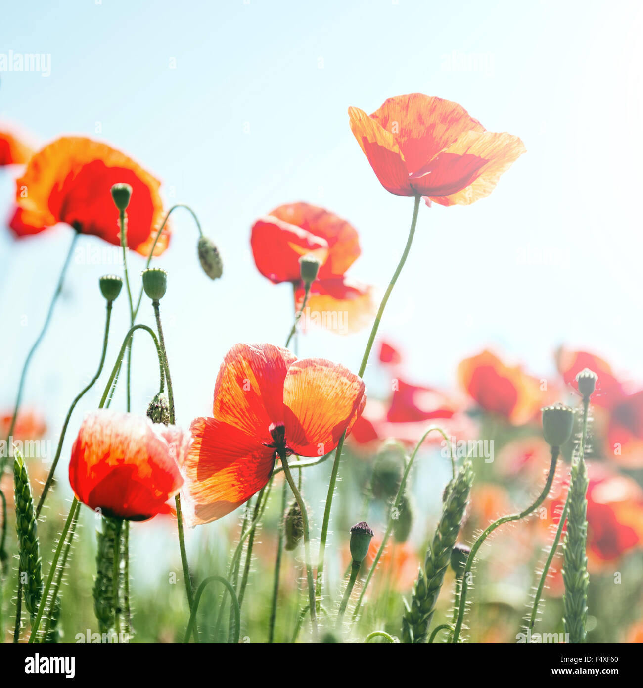 red poppy field with blue sky and clouds Stock Photo - Alamy