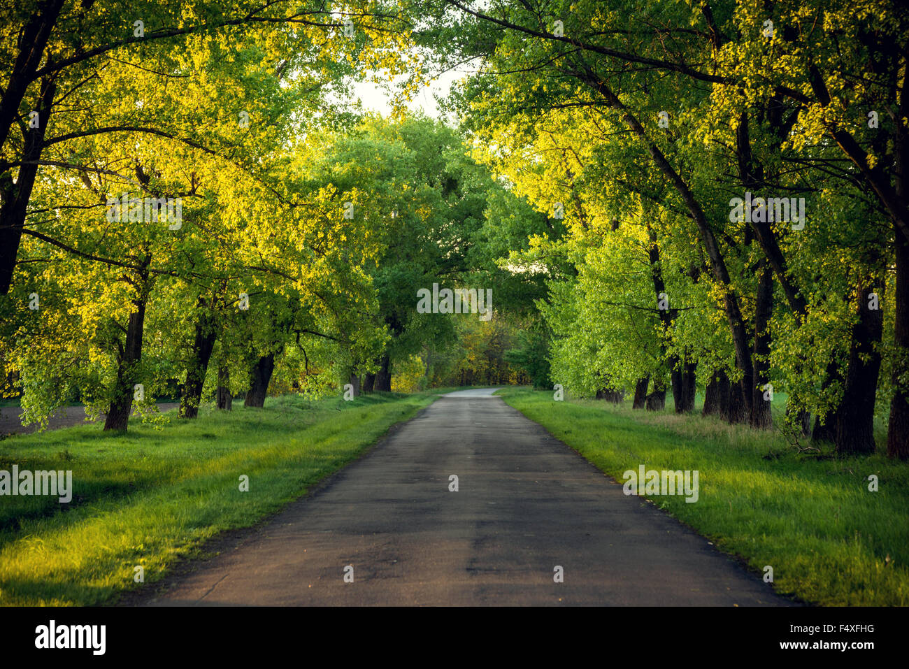 Asphalt road in the sunset green forest Stock Photo - Alamy
