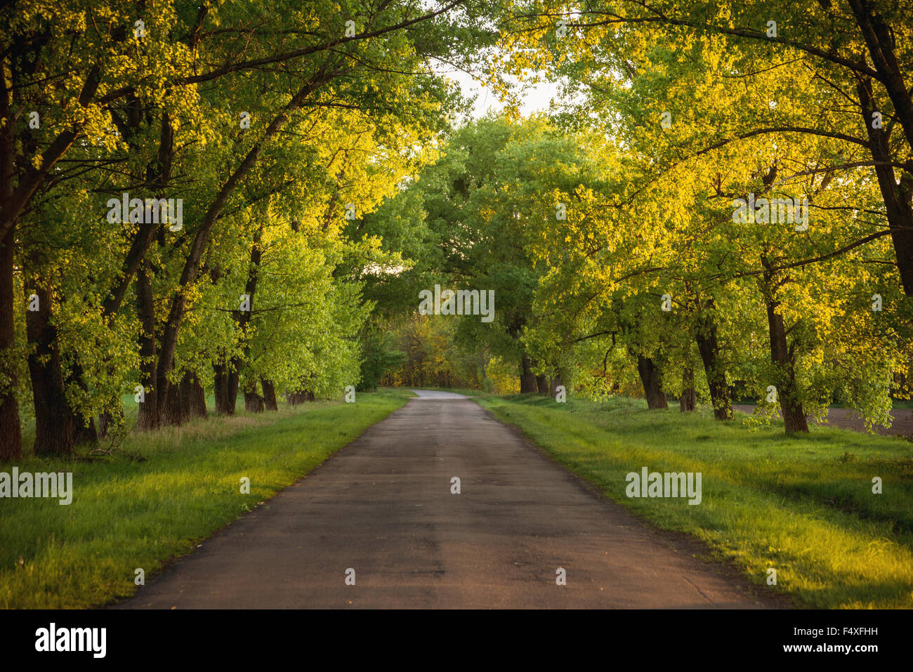 Asphalt road in the sunset green forest Stock Photo - Alamy
