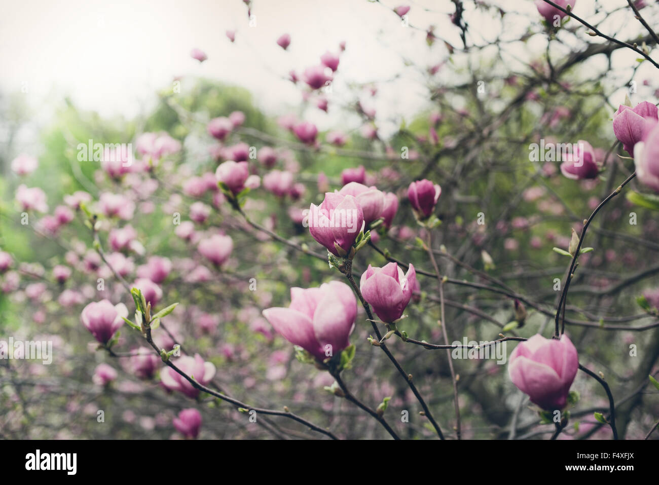 Pink magnolia tree blossom at the garden Stock Photo - Alamy