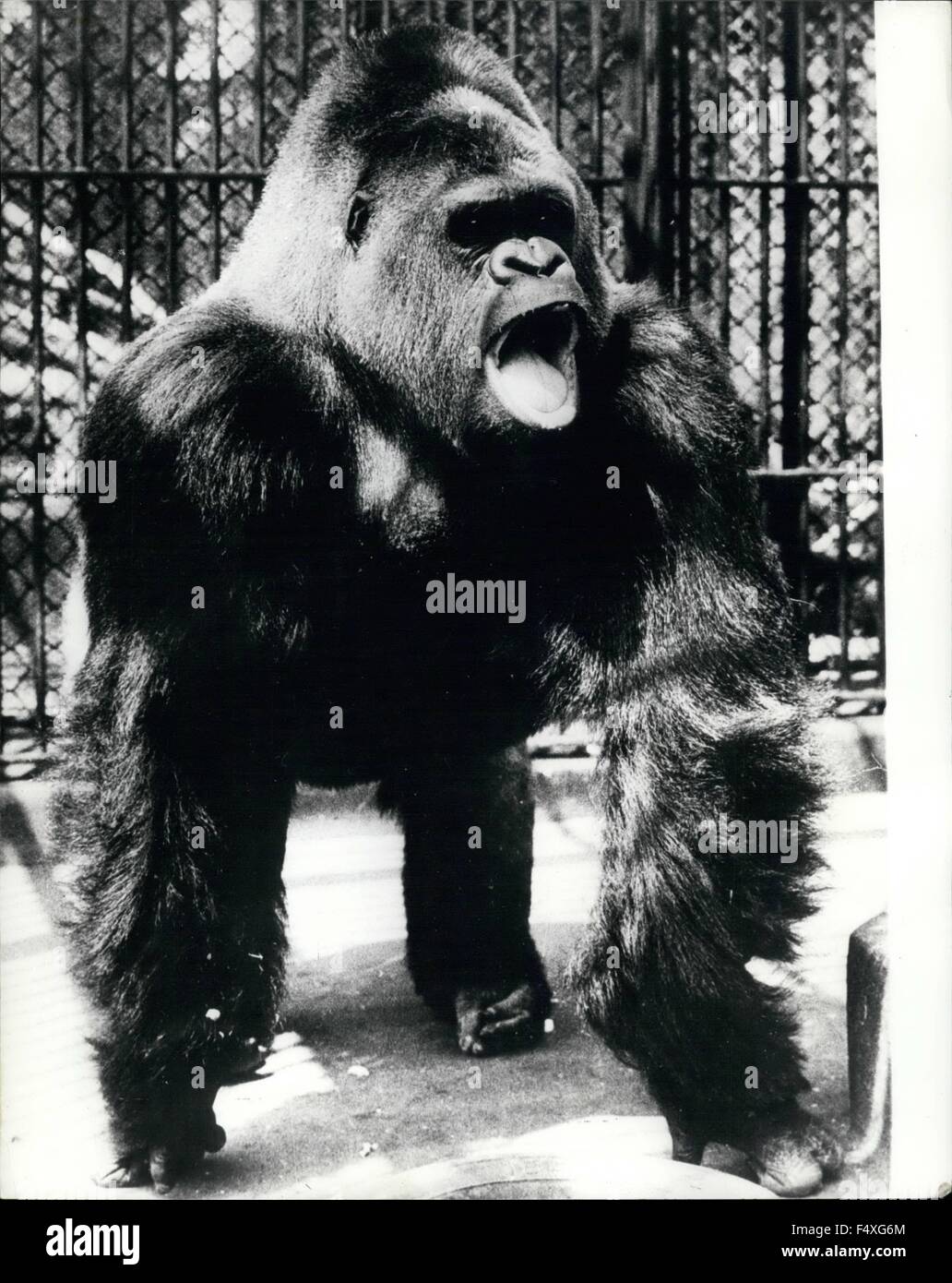 1968 - Gorilla He's Not As Bad As He Looks: This 500Lb Gorilla From The Stockholm Zoo Might Come At You Letting Out A Tremendous Roar, And Beating His Chest With Clenched Fists, All This Might Make You Feel Pale, But It's Mostly To Boost His Own Morale, Rather Than Any Real Aggression Towards You. © Keystone Pictures USA/ZUMAPRESS.com/Alamy Live News Stock Photo