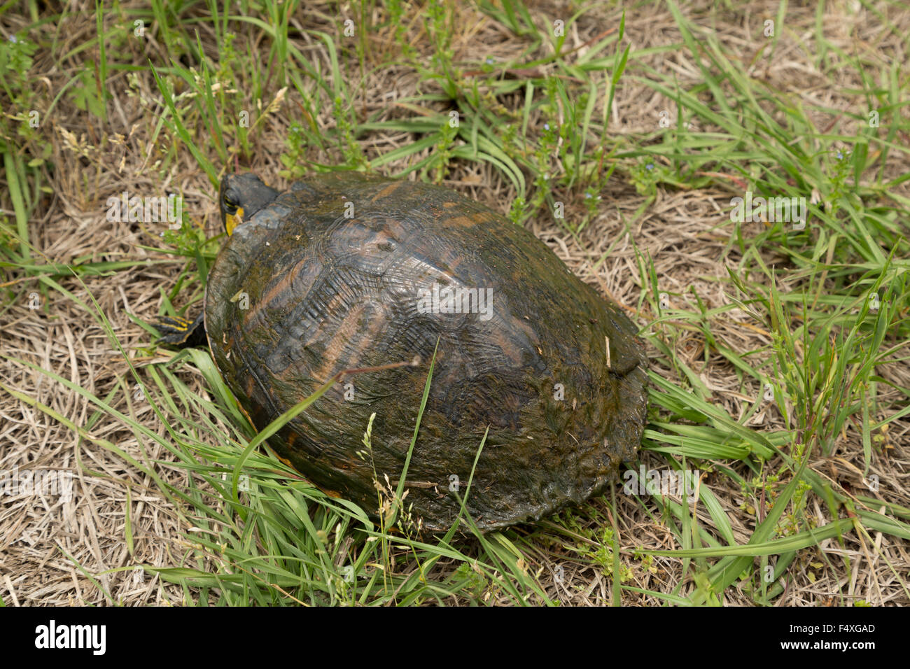 Eastern box turtle hires stock photography and images Alamy