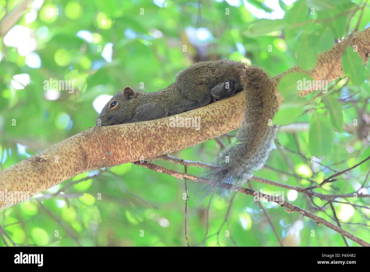 Taiwan squirrels (Callosciurus erythraeus) in Malaysia Stock Photo