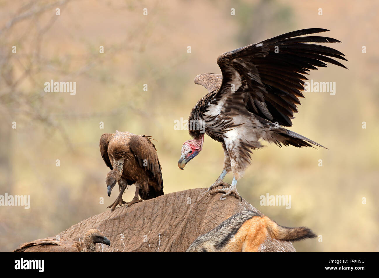 Lappet-faced and white-backed vultures scavenging on a dead elephant National Park, South Africa Stock Photo
