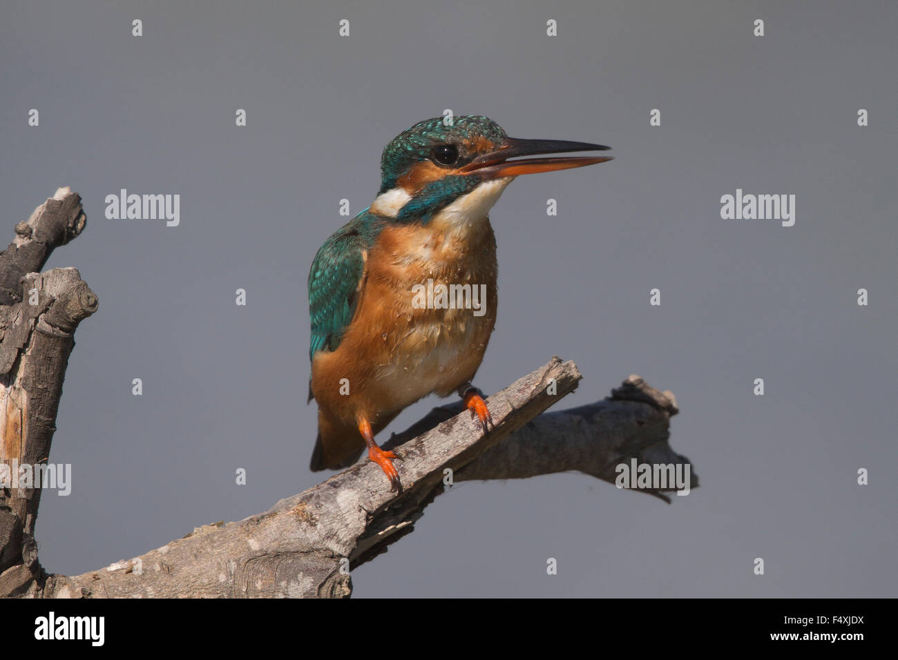 Kingfisher in Andalucia Stock Photo