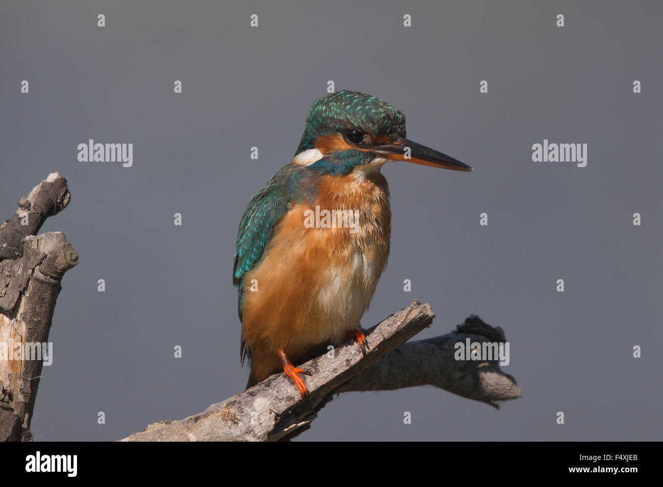 Kingfisher in Andalucia Stock Photo