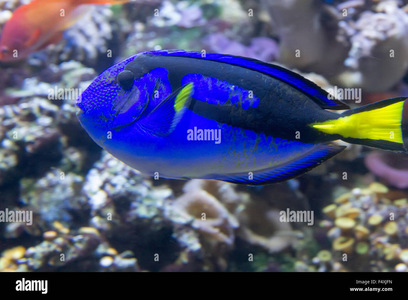 Coral reef fish pacific blue tan paracanthurus hepatus Stock Photo