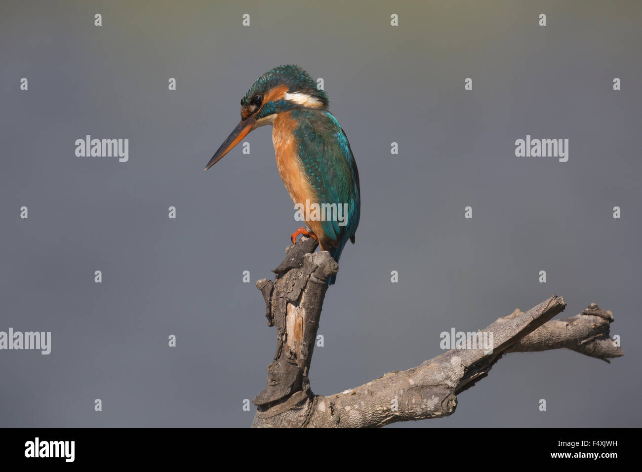 Kingfisher in Andalucia Stock Photo