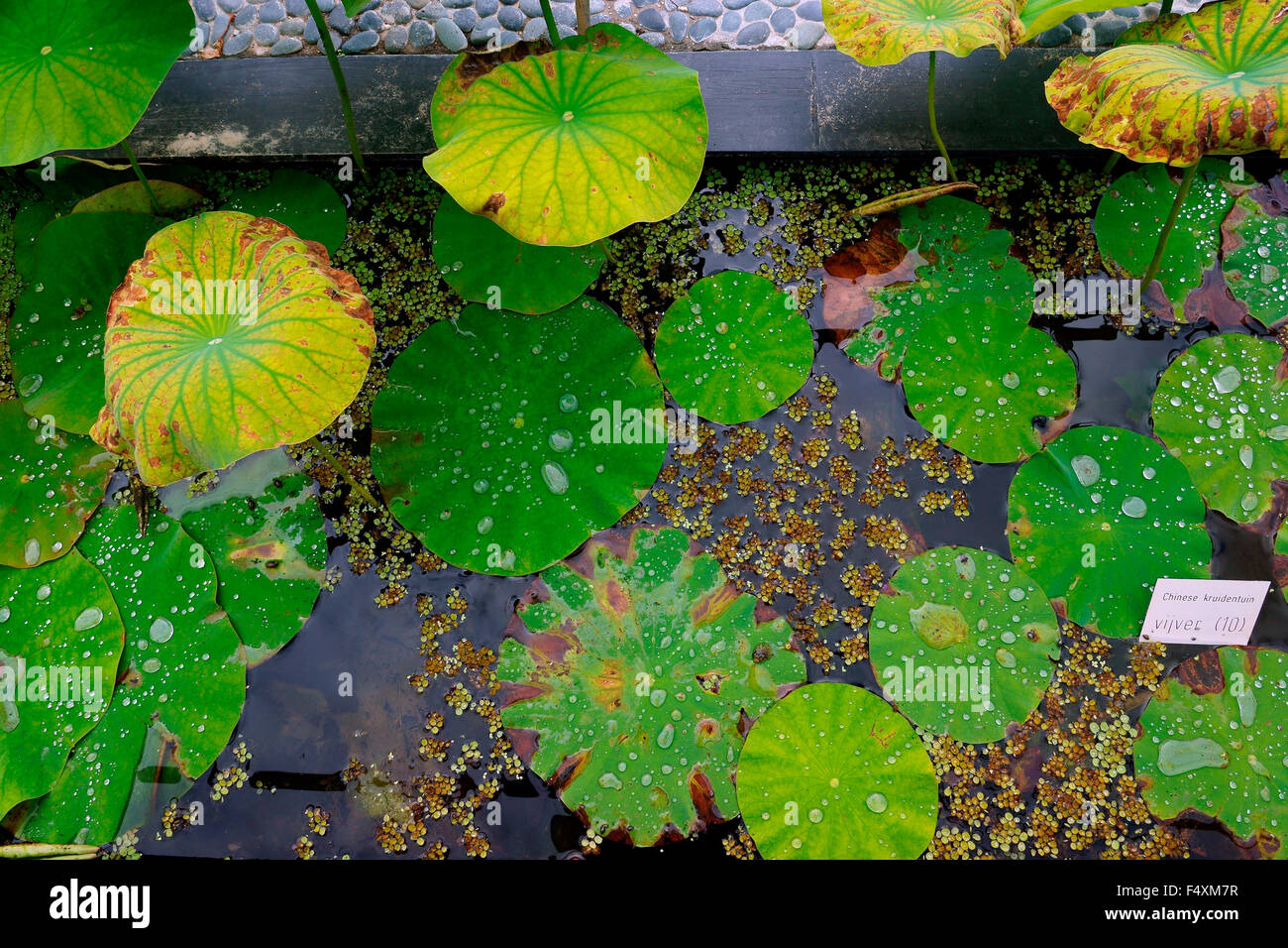 WATER LILIES (NYMPHAEACEAE) Stock Photo