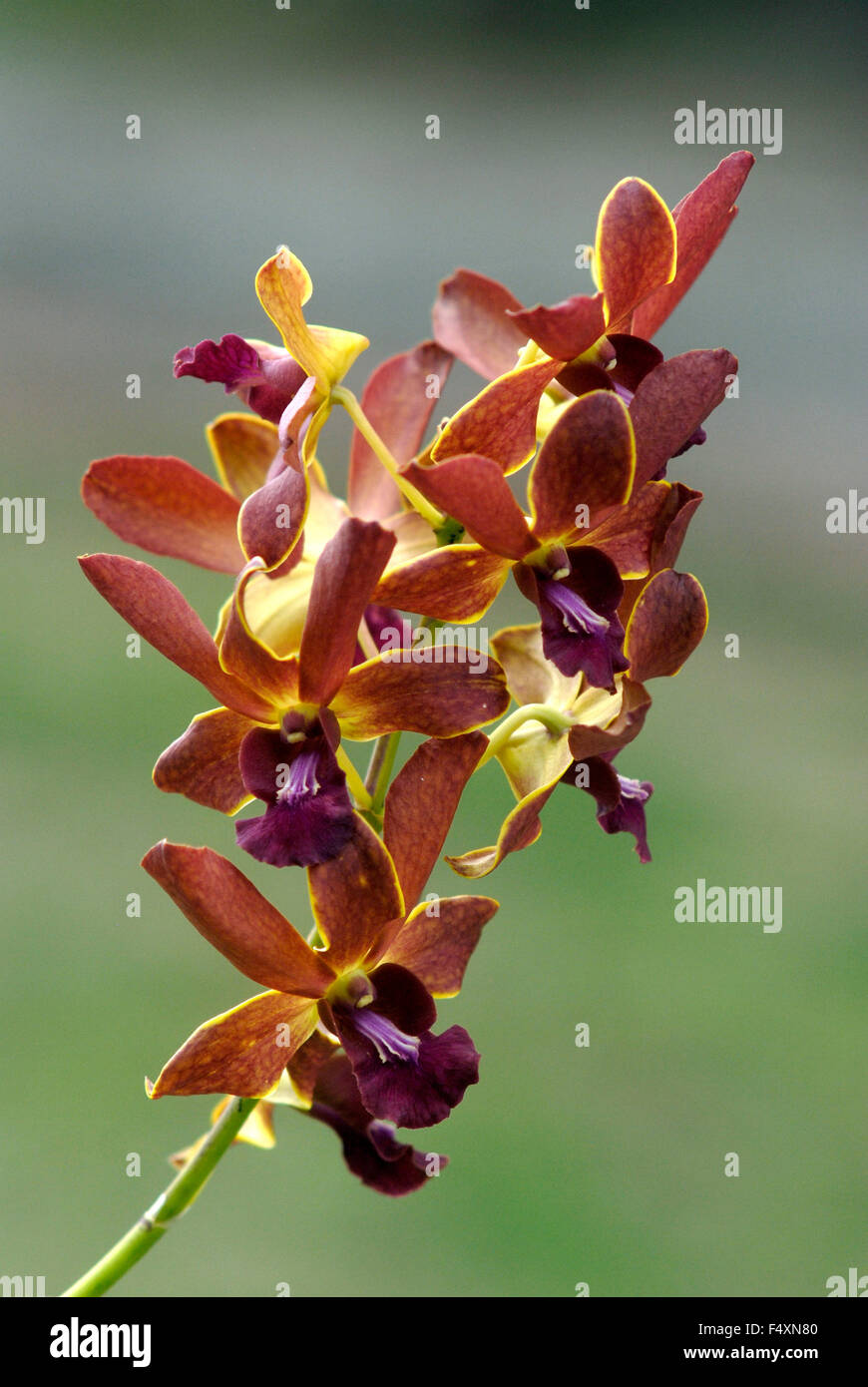 orchid Dendrobium against blurred background Stock Photo - Alamy